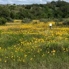 Johnson City, TX 78636,207 Verbena CT