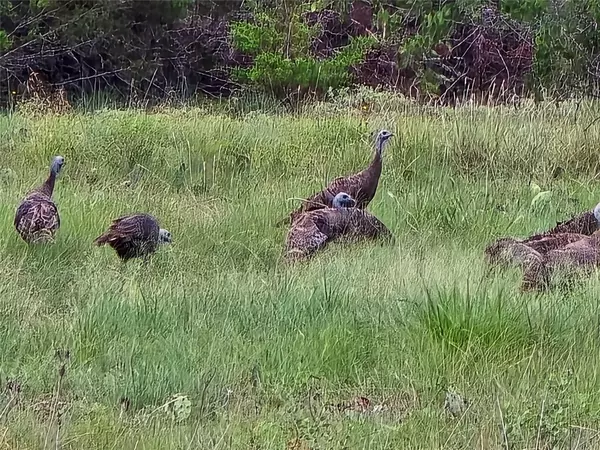 Lampasas, TX 76550,728 CR 206