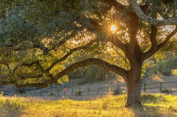 Austin, TX 78738,18429 Moreh Peak PASS