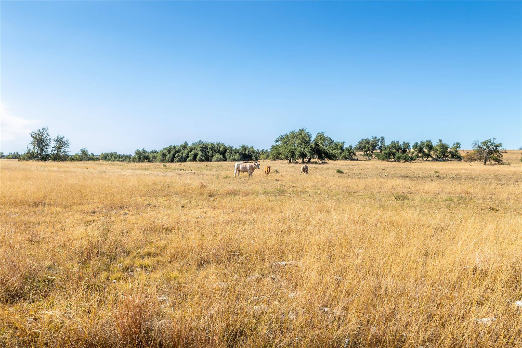 Fredericksburg, TX 78624,315 Junker Hill DR