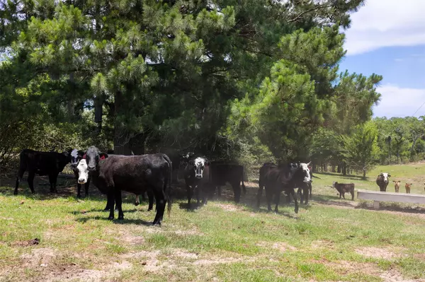 Caldwell, TX 77836,10 AC +/- County Road 329