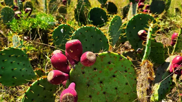 Bertram, TX 78605,4501 210 County RD