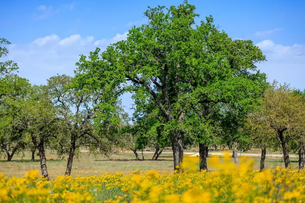 Fredericksburg, TX 78624,Lot 5 Silas TRL