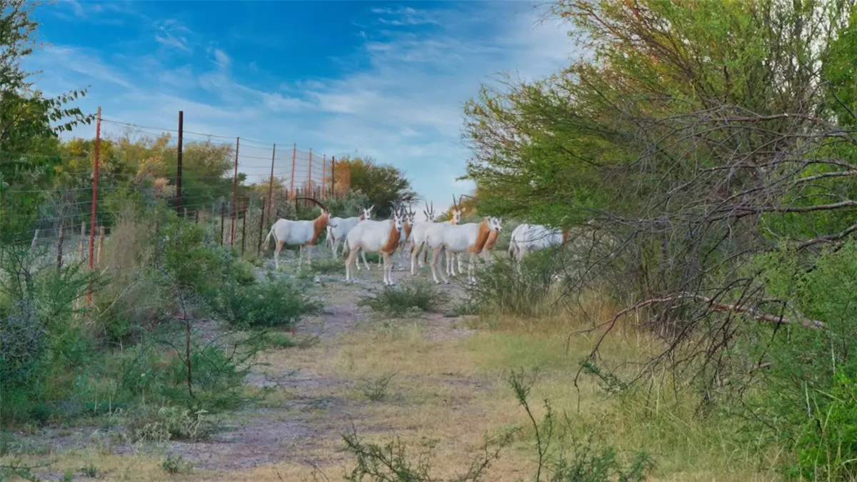 Brackettville, TX 78832,000 Ranch to Market 3008 RNCH