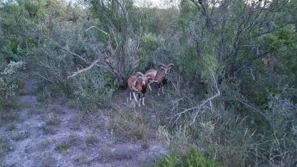 Brackettville, TX 78832,000 Ranch to Market 3008 RNCH