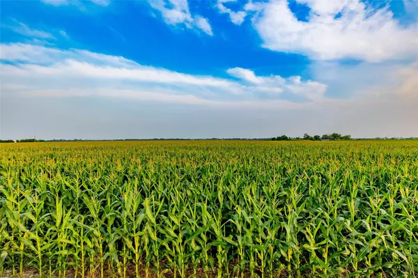 Thrall, TX 76578,TBD County Road 445 Tract 3