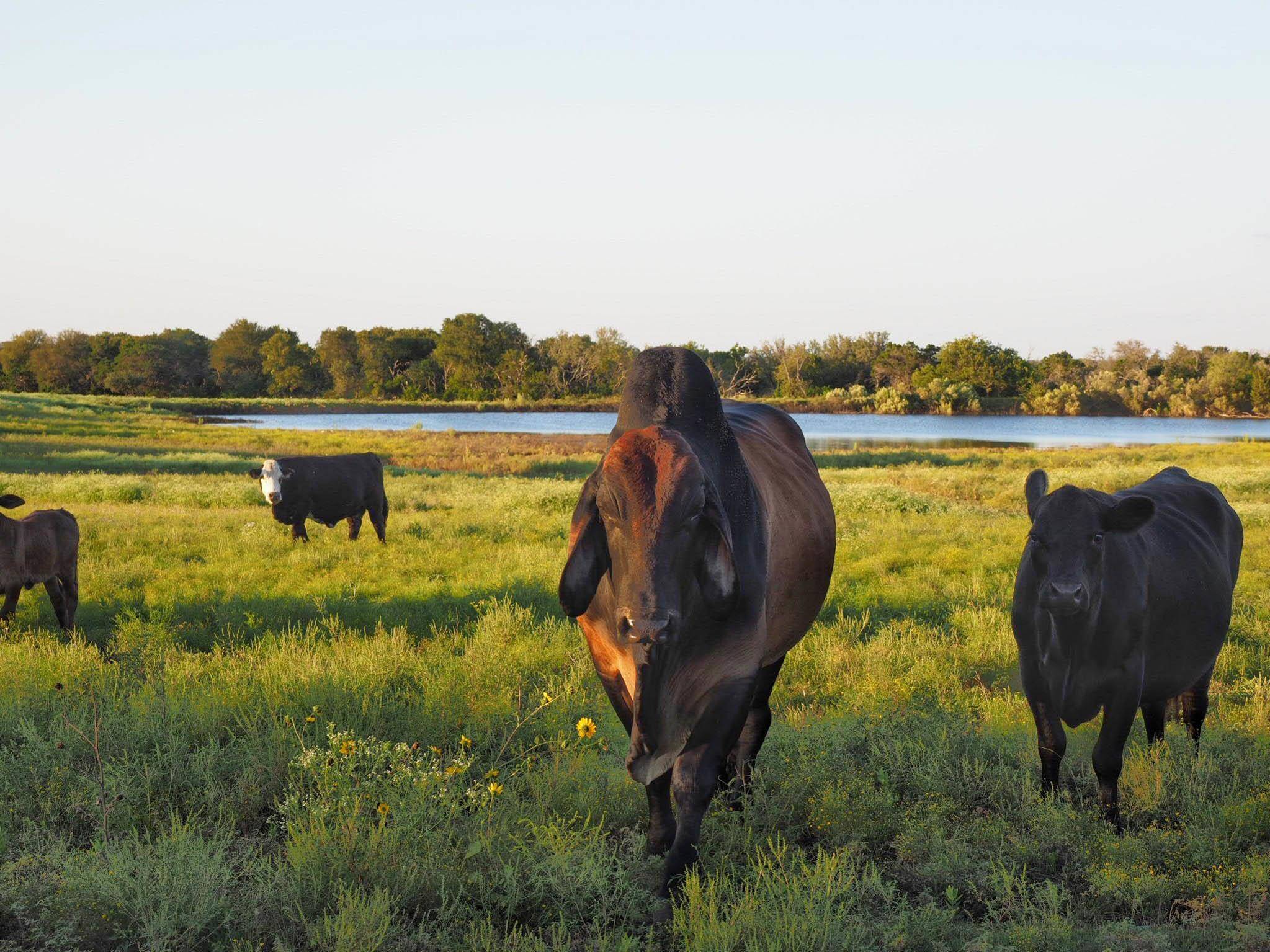 Liberty Hill, TX 78642,2055 County Road 284 #Parcel B
