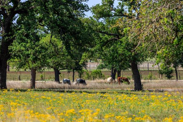 Lot 23 Spencer CT, Fredericksburg, TX 78624