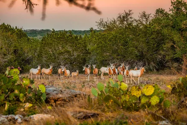 Leakey, TX 78058,20888 Highway 41