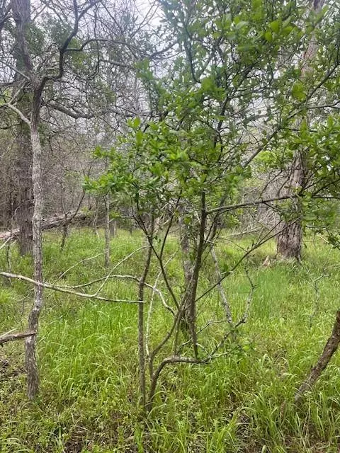 Bastrop, TX 78602,Lot 628 Hilea CT