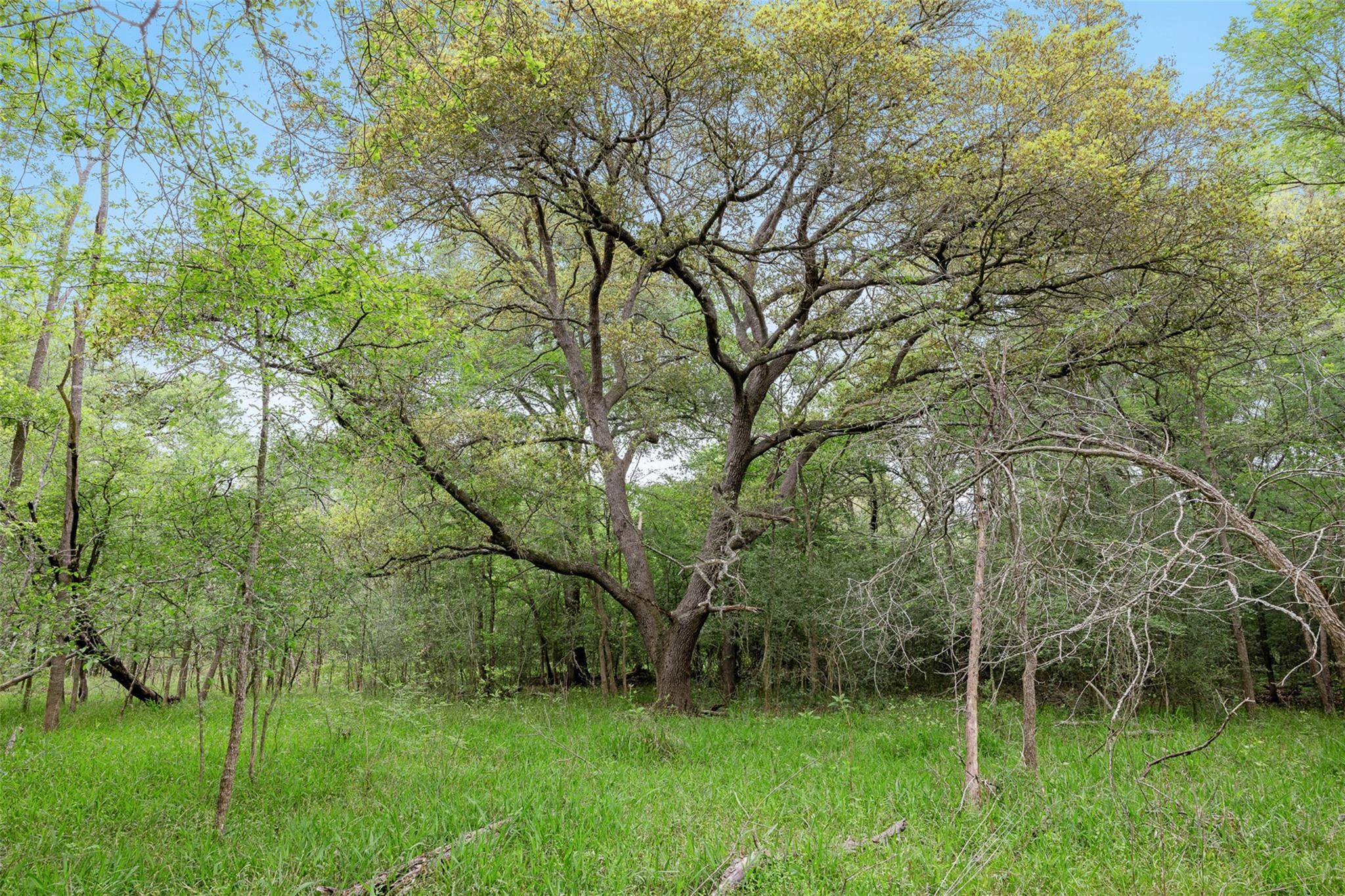 Dime Box, TX 77853,TBD (+/- 25 Acres) County Road 433