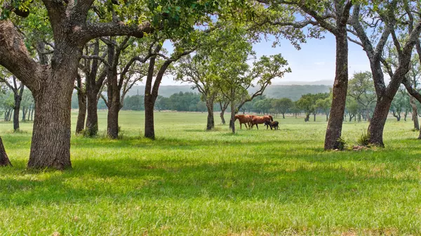 Johnson City, TX 78636,3431 Klett Ranch Road