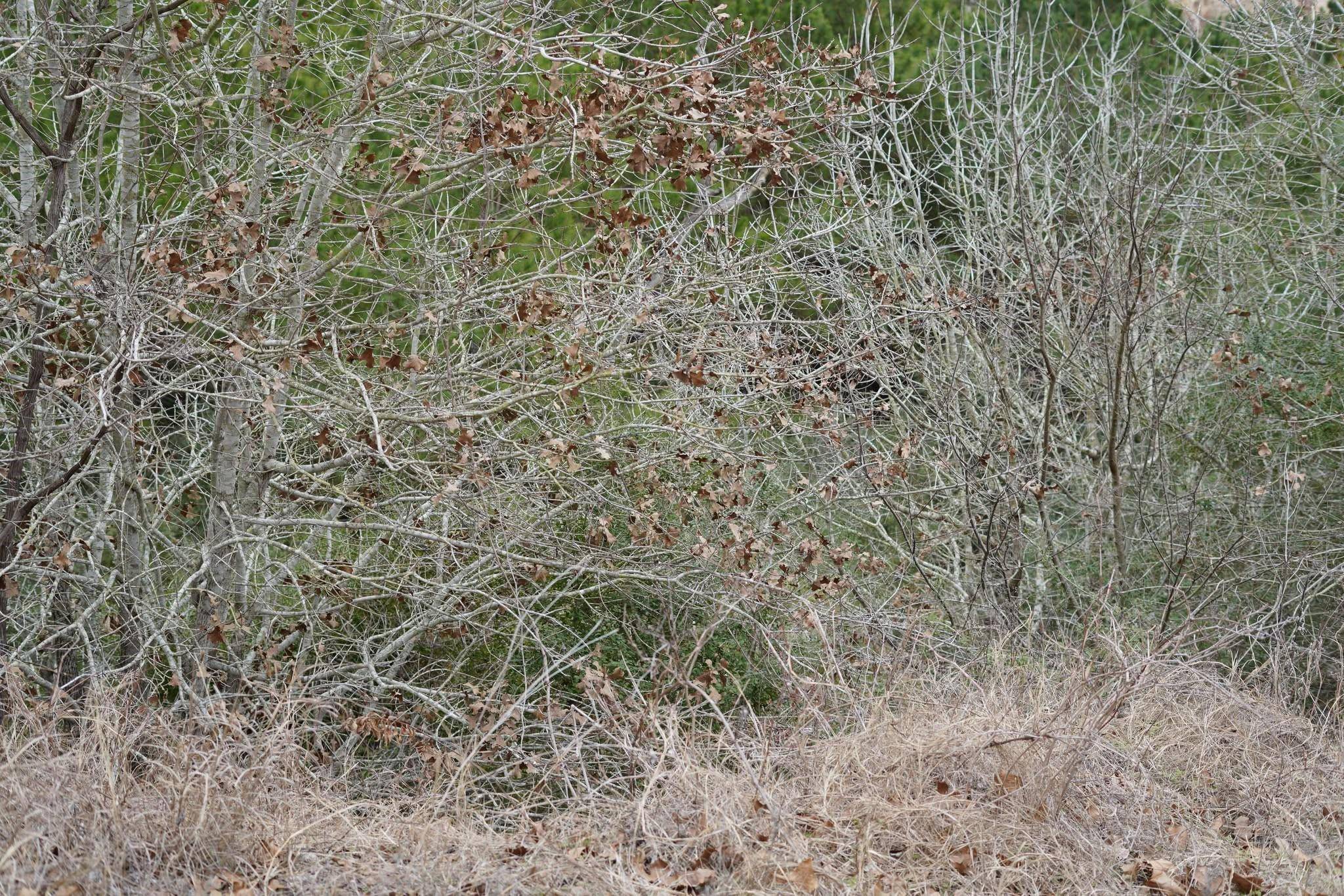 Bastrop, TX 78602,TBD Lot 858 Mamalu DR