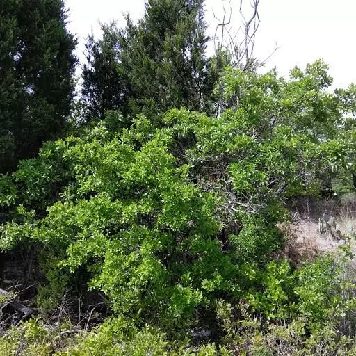 Spicewood, TX 78669,20500 W Hwy 71