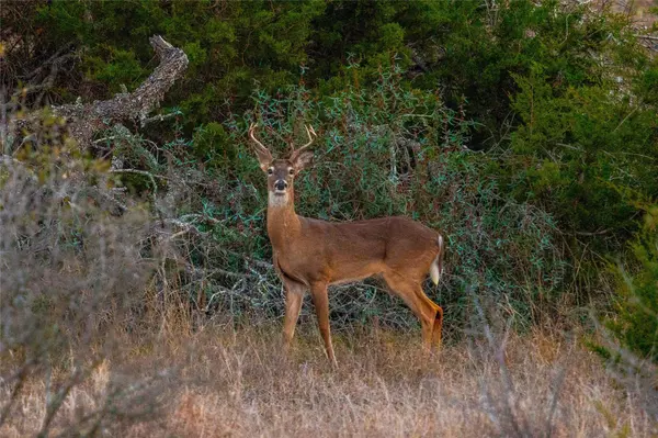 Wimberley, TX 78676,TBD-100 Mount Gainor RD