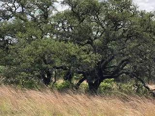 Johnson City, TX 78636,207 Verbena CT