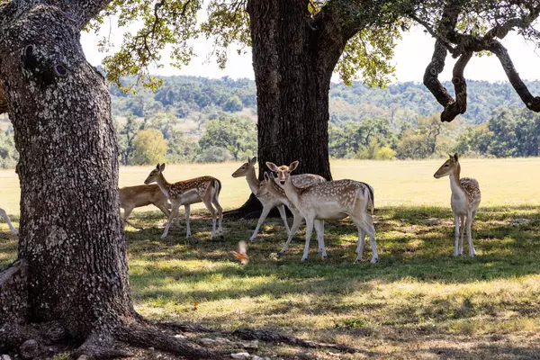 Wimberley, TX 78676,525 Packer LN