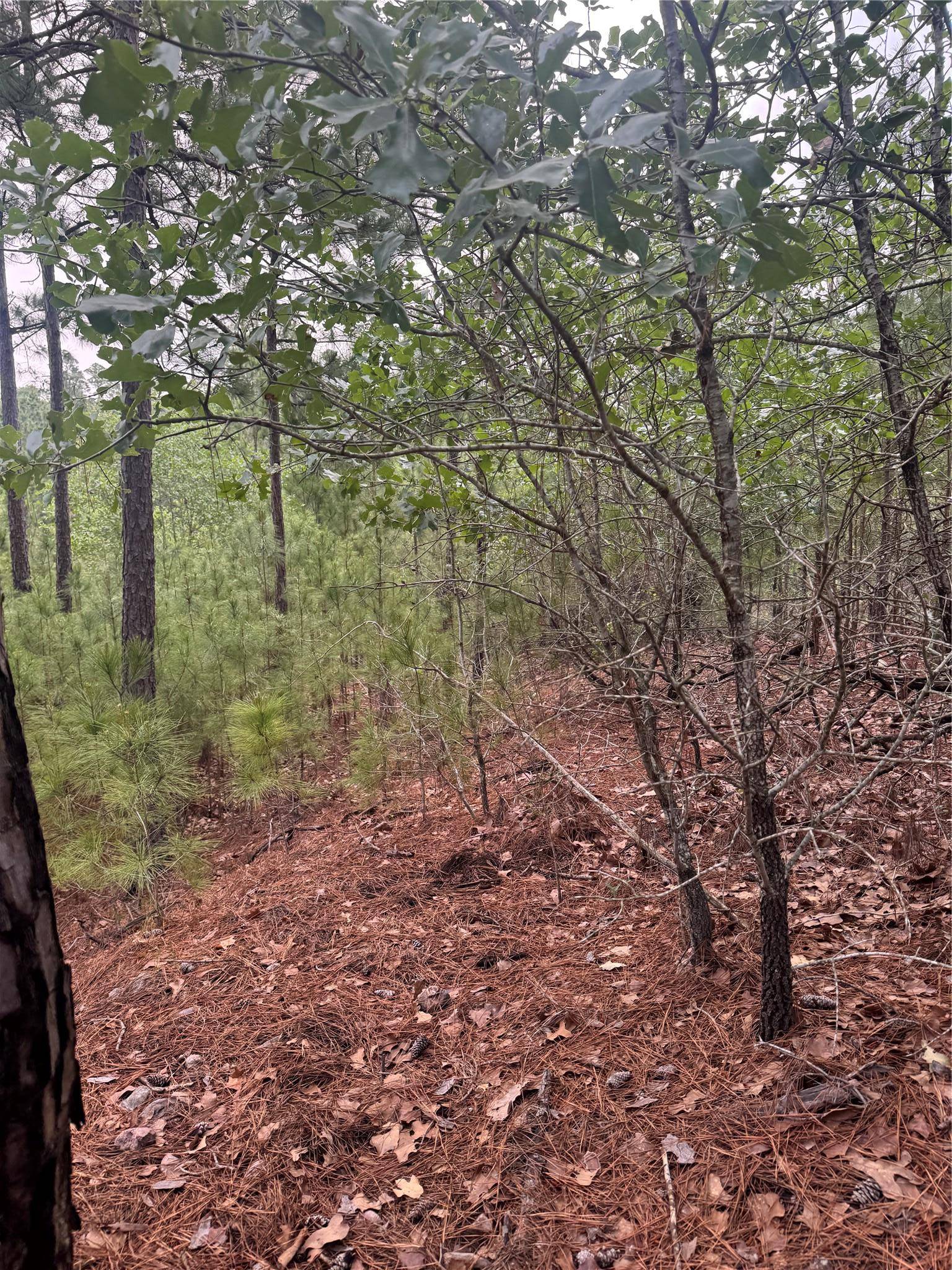 Bastrop, TX 78602,Lot 1490 Haleakala