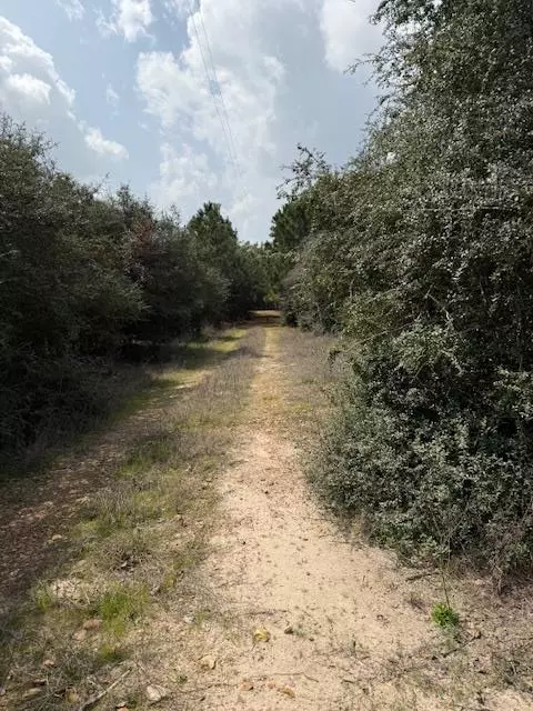 Paige, TX 78659,186 Hook Em Horns DR