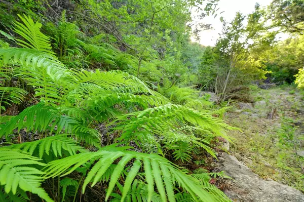 New Braunfels, TX 78132,10700 FM306