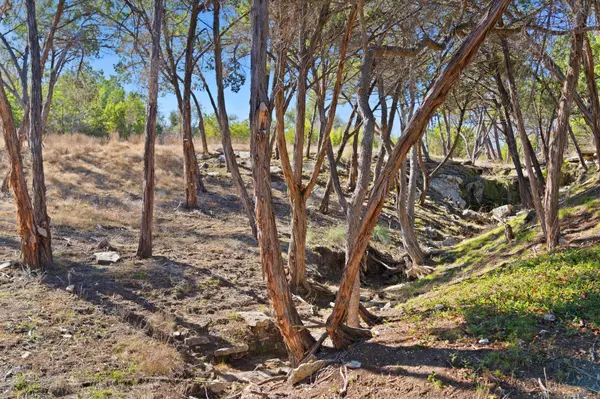 Dripping Springs, TX 78620,3300 FM 165 Lot 13B