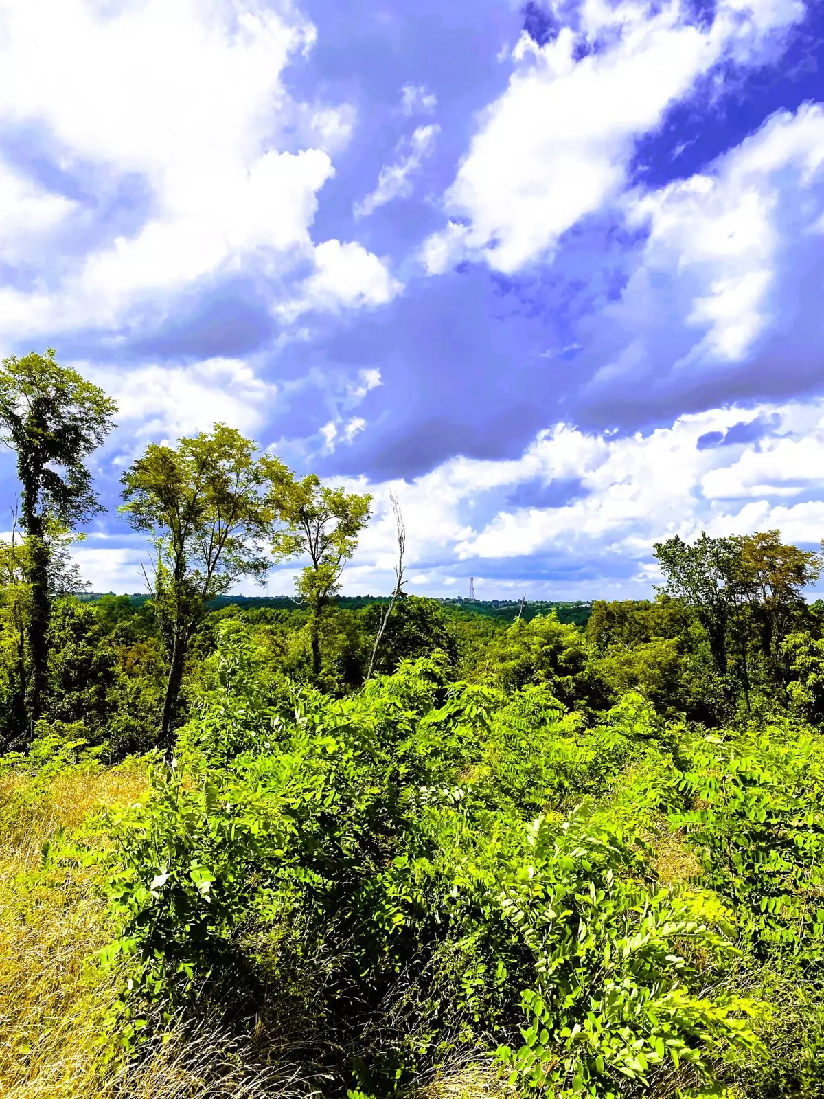 Williamstown, KY 41097,5 Ac Oak Ridge Road #Parcel A