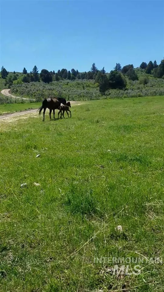 Grace, ID 83241,1615 Carter Lane