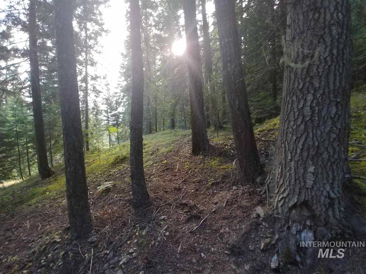 Kooskia, ID 83539,000 Red Fir
