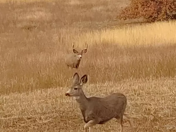 Mesa, ID 83643,TBD Apple Lane B4 L13