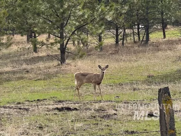 Anatone, WA 99401,30 Acres Anatone