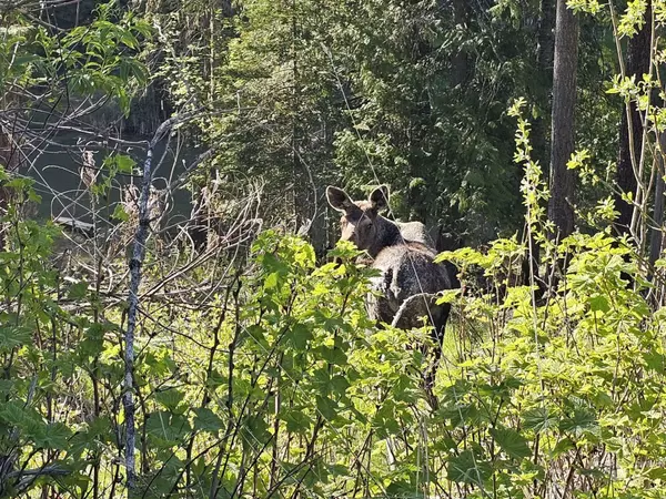 Kendrick, ID 83537,1051 Cottage Lane