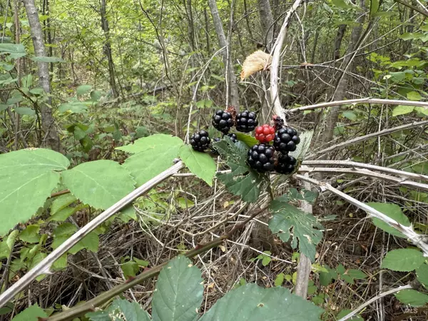 Harpster, ID 83552,259 China Garden Rd