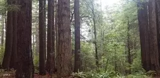 3860 Albion Ridge E Road, Albion, CA 95410