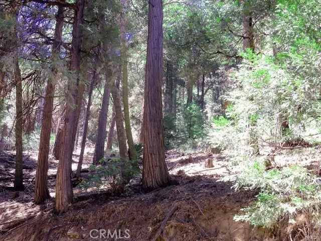 Cedarpines Park, CA 92322,8 Mojave River Road