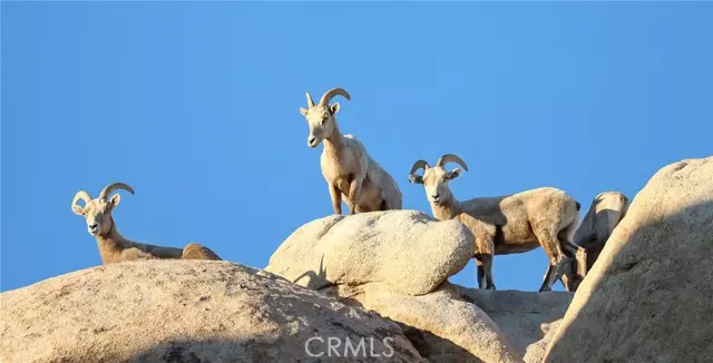 Joshua Tree, CA 92252,66075 Foothill