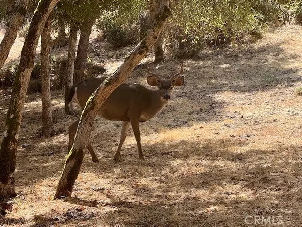 10789 Harbor Road, Kelseyville, CA 95451