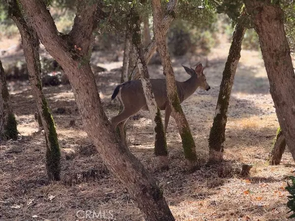 Kelseyville, CA 95451,10789 Harbor Road