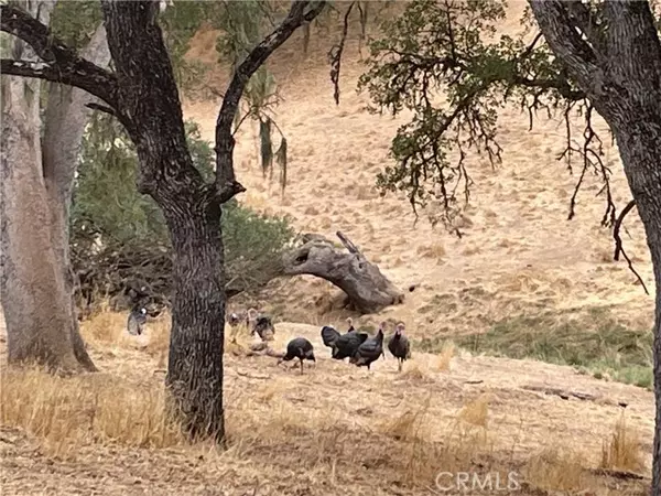 Paso Robles, CA 93446,5003 Pretty Doe