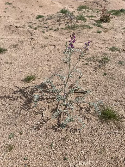 Newberry Springs, CA 92365,49645 Silver Valley Road