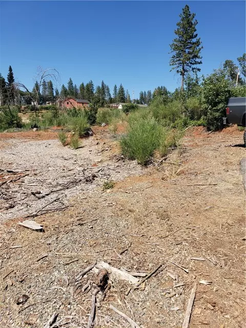 Paradise, CA 95969,1591 Grey Squirrel