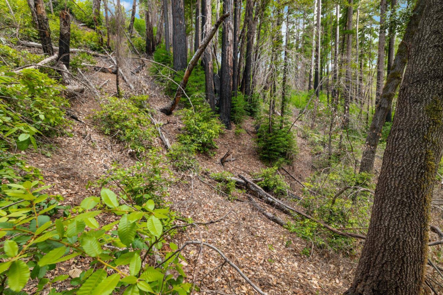 Boulder Creek, CA 95006,03 Bloom Grade