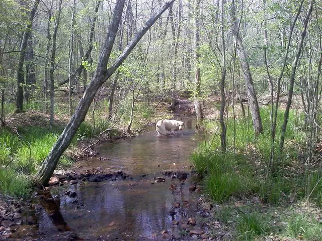 168 Whitehead Rd, Hohenwald, TN 38462