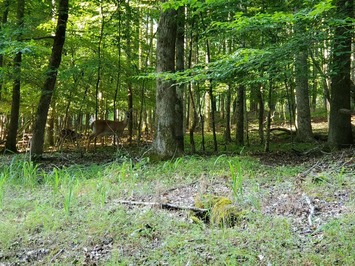 Smithville, TN 37166,159 Four Seasons Rd