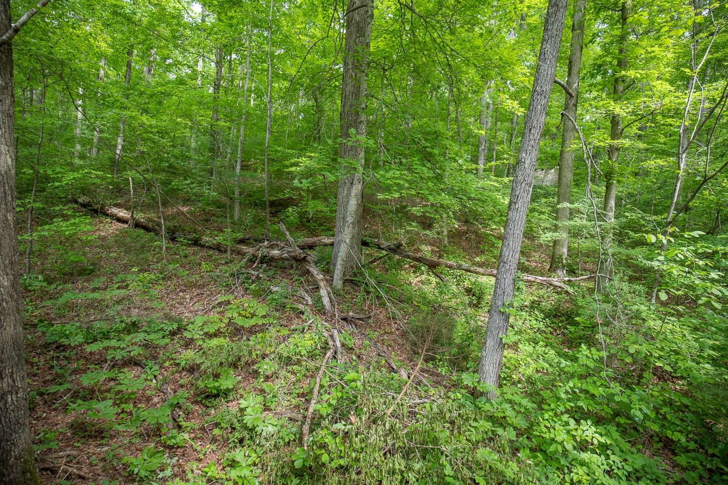 Pegram, TN 37143,0 Deerfoot Dr
