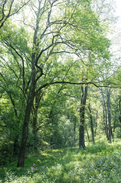 0 Fairview Rd, Lynnville, TN 38472