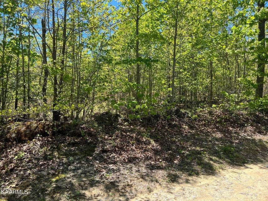 Sunbright, TN 37872,0 McCartt Ridge Lane