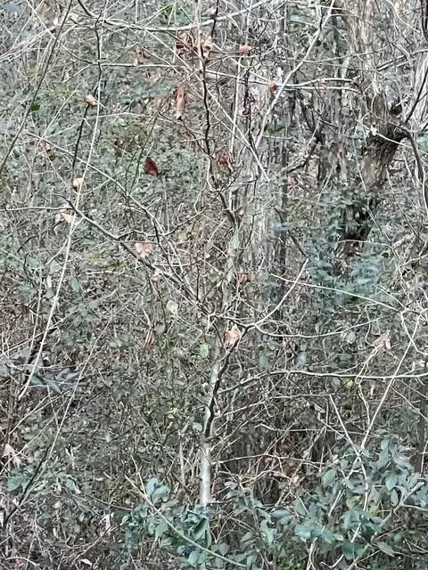 Dunlap, TN 37327,0 Hidden Ridge Loop