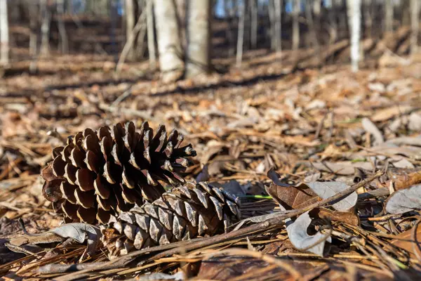 Dunlap, TN 37327,1 John Henry Lewis Road