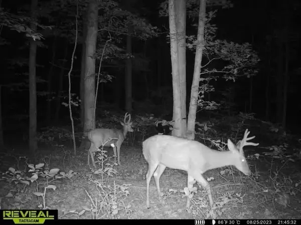 Centerville, TN 37033,0 Brushy Rd