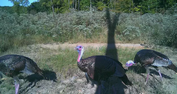 Hurricane Mills, TN 37078,0 Sawdust Road